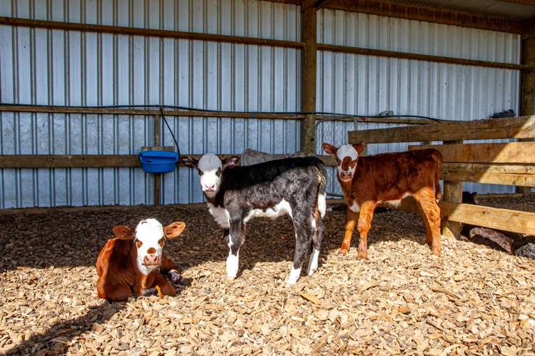 1353 Waimate Highway Otaio_11