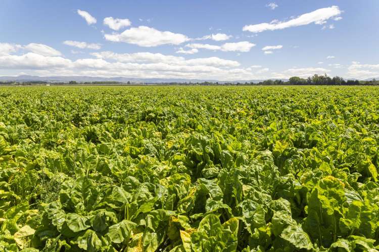 47 Wilson Road Timaru_33