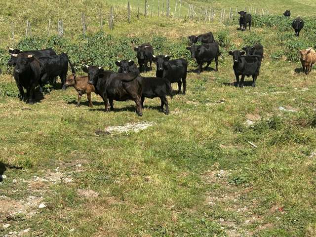 354 Paraite Road Paraite_2