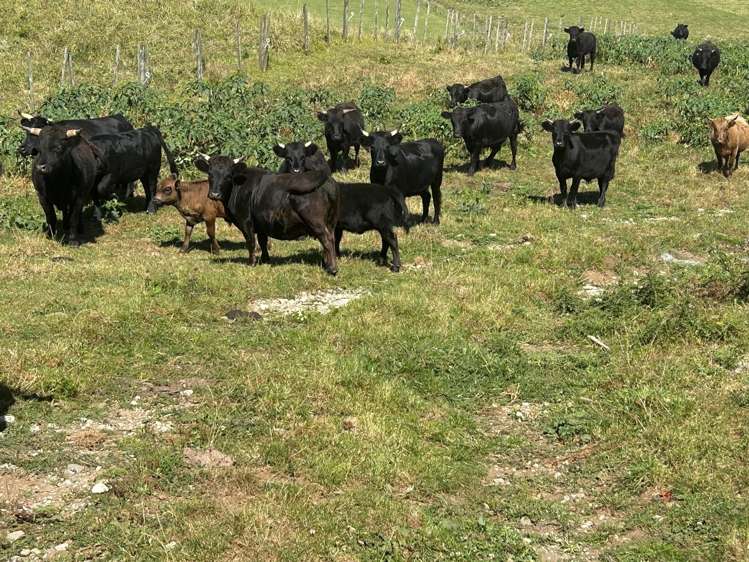 354 Paraite Road Paraite_2