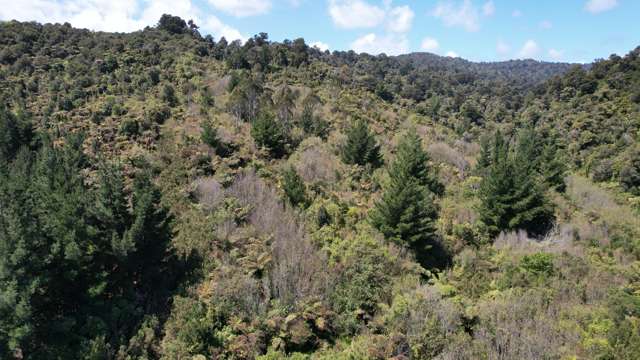 Town Belt East Greymouth_4