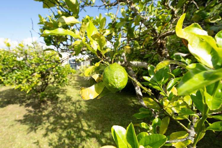 109 George Street Hikurangi_17