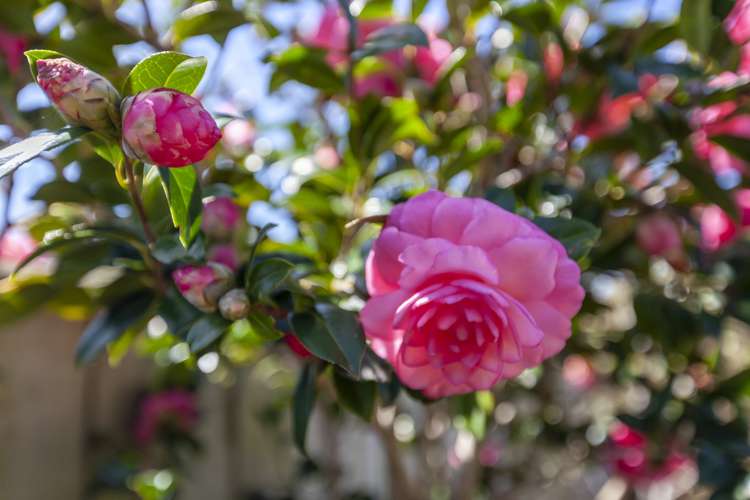 4 Beckett Lane Raumati Beach_6