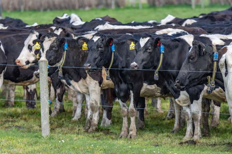 428 Leeston Road Springston_18