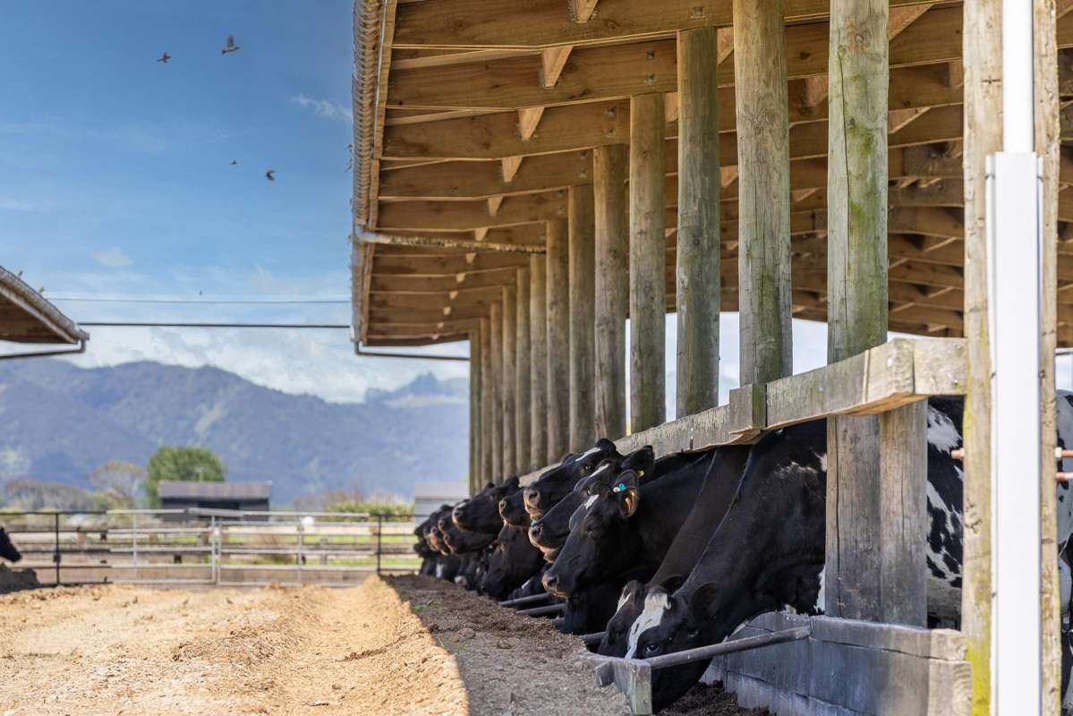 591 / 619 Waiuku-Otaua Road_5