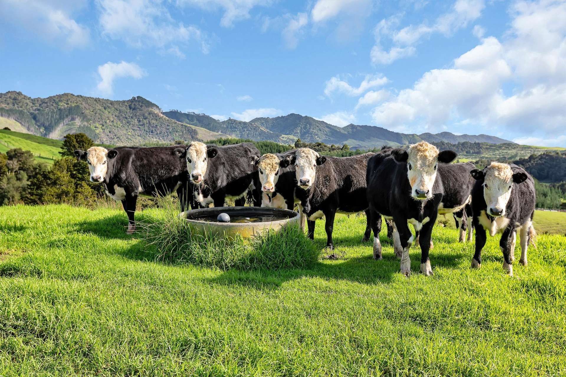 1524 Kirikopuni Valley Road Whangarei_0