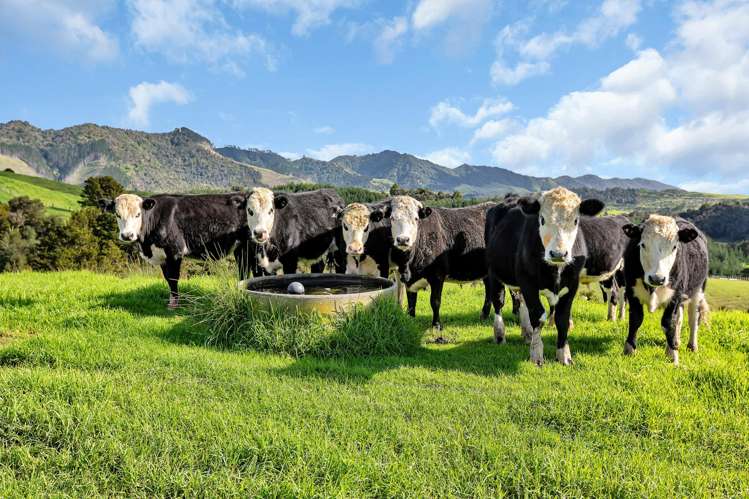 1524 Kirikopuni Valley Road Whangarei_22