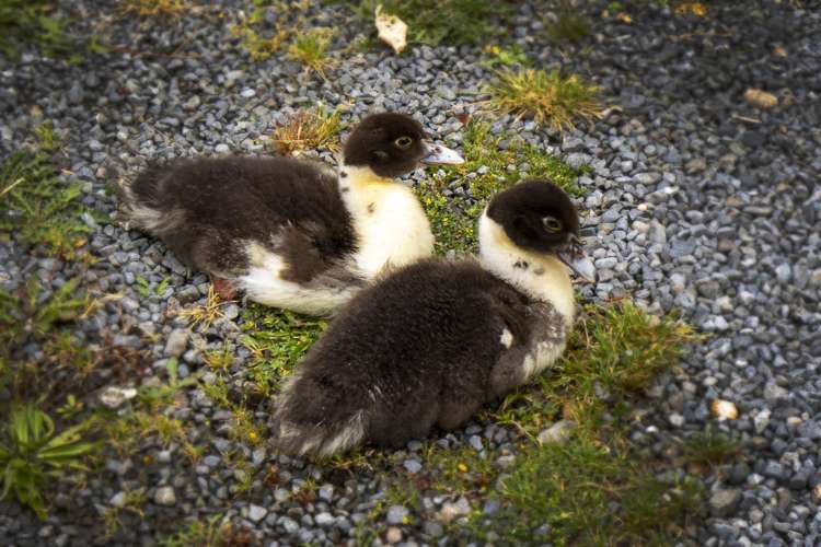 145a Pinehaven Road Pinehaven_20