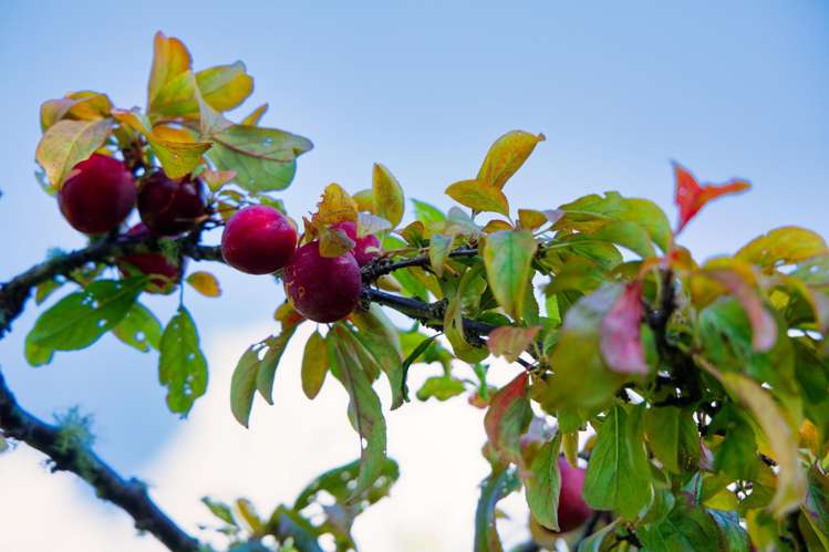 759 Mount Fyffe Road Kaikoura Flat_33