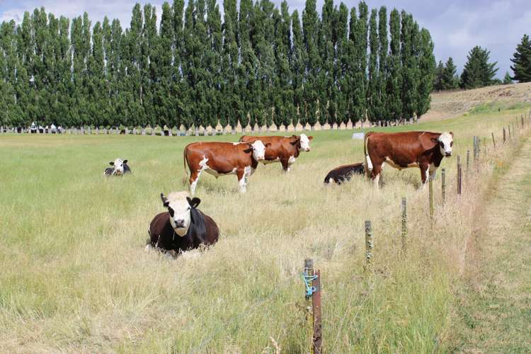 676 Springvale Road Alexandra_14