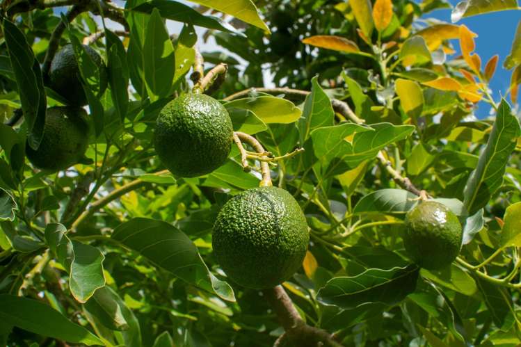 169 Tuapiro Road Katikati_11