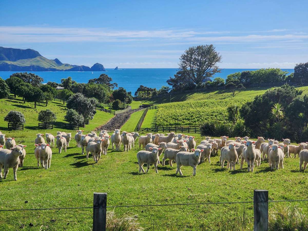 Share 2 Moturoa Island_4