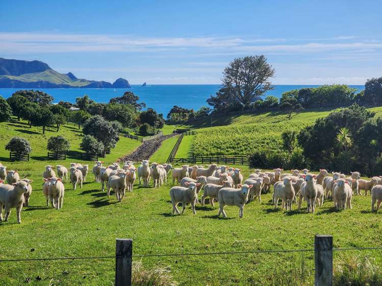 Share 2 Moturoa Island Russell_8