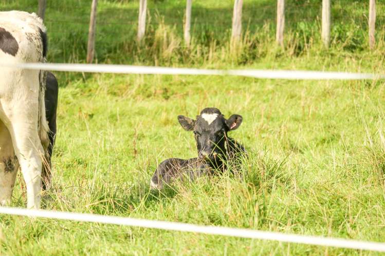 461 Goughs Road Goughs Bay_13