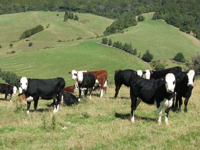 183 Gunn Road Catlins Surrounds_1