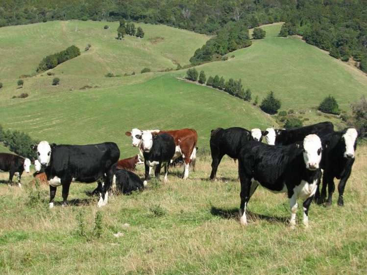 183 Gunn Road Catlins Surrounds_1