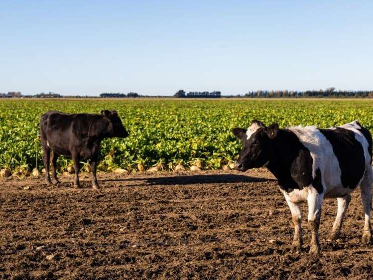 1347 Rakaia Highway Chertsey_9