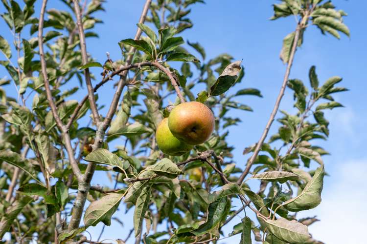 32 Mccathie Road Ruakaka_28