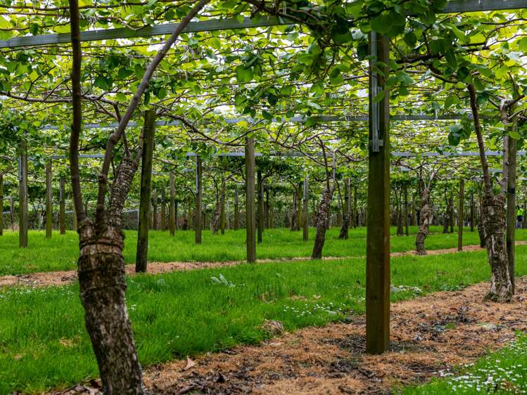 706 No 1 Road Te Puke_24