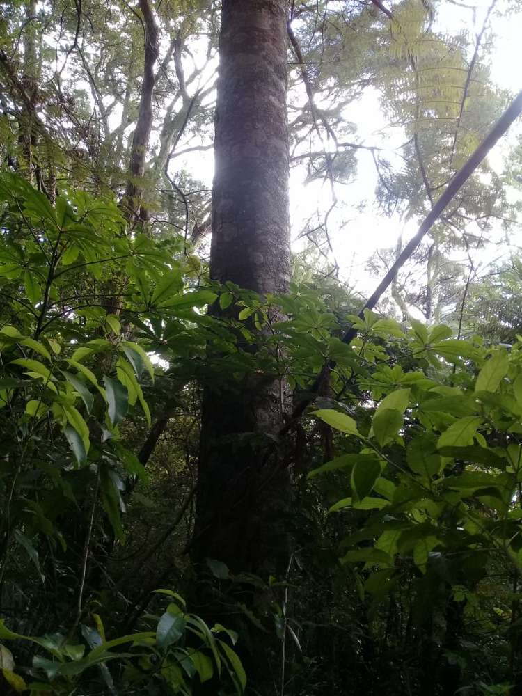 299 Kiwitahi Road Helensville_20