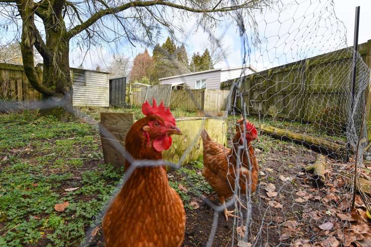 22 Maire Street Mamaku_22