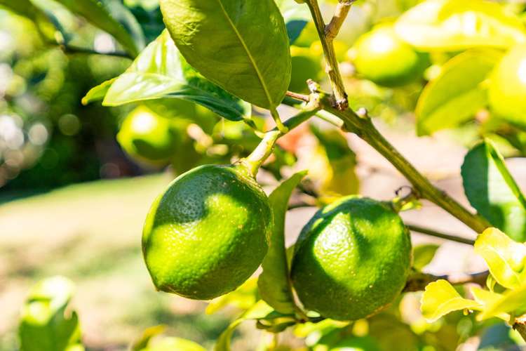 8 Grove Road Mangawhai Heads_30