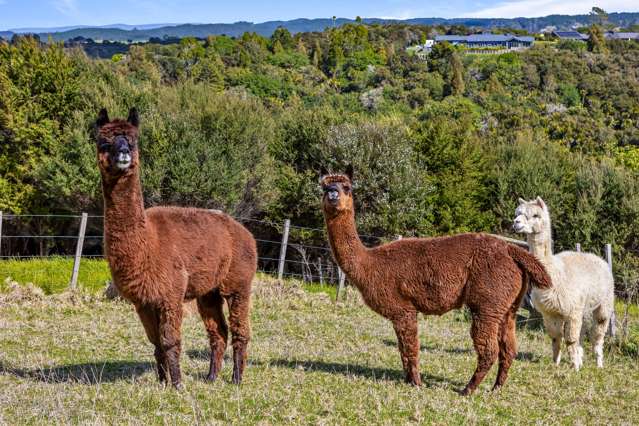 77 Tender Road Dairy Flat_3