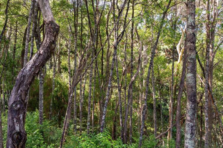 Lot 3 Kapawiti Road Mangawhai_10