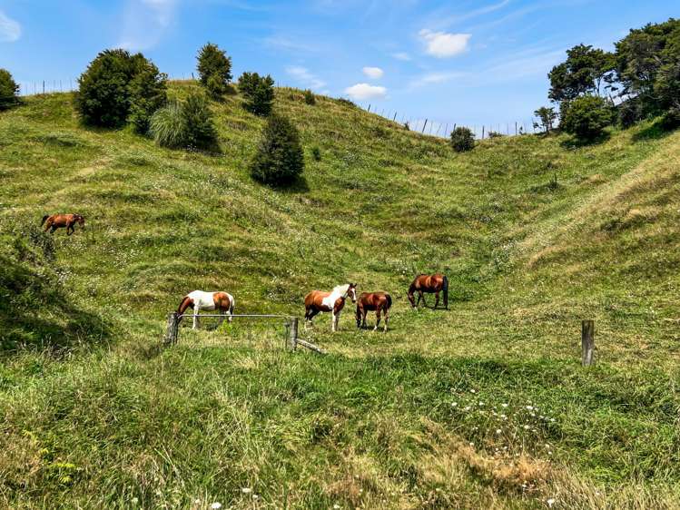 791B White Pine Bush Road Awakeri_38