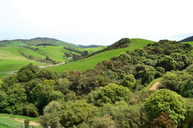 771 Hunt Road Catlins Surrounds_5