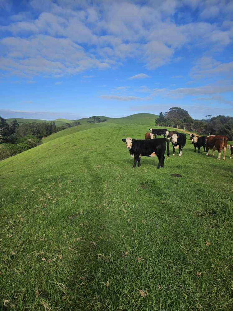 2299 State Highway 1 Waiharara_18