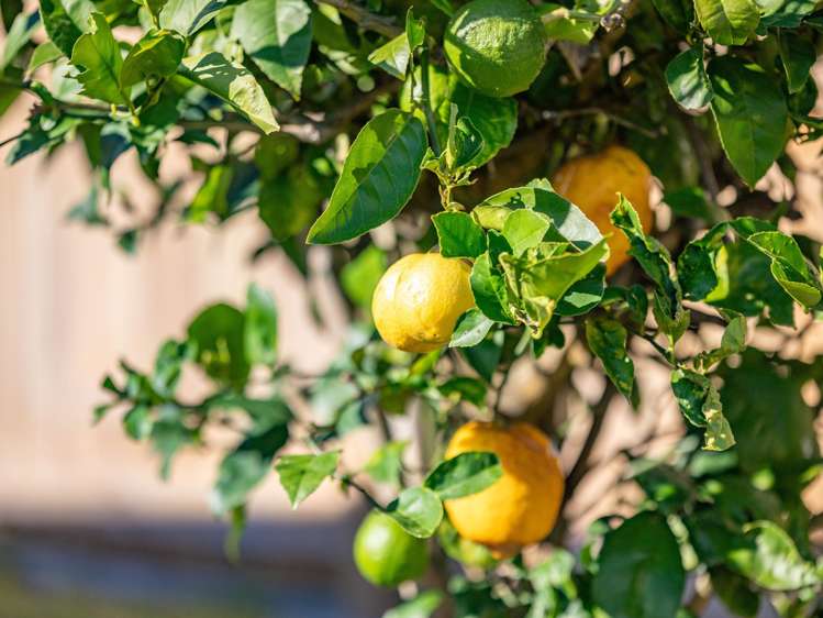 34 Farnborough Drive_4