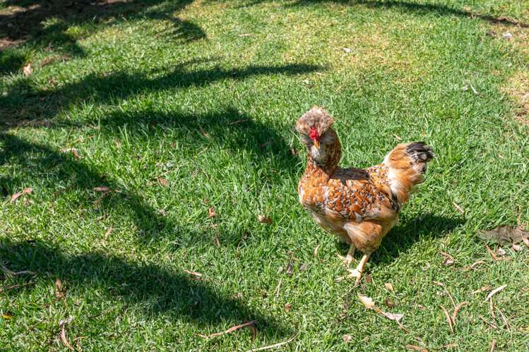 800 Tiki Road, SH25 Coromandel_19