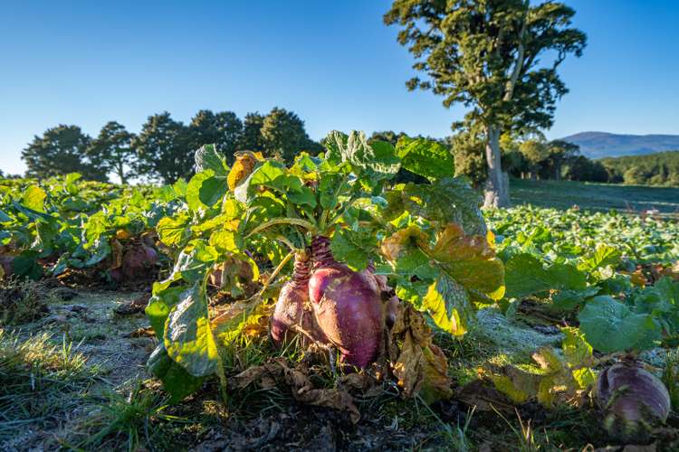 2709 State Highway 41 Kuratau_10