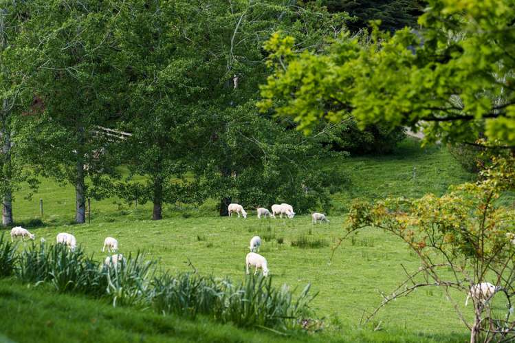 292 Waipori Falls Road Berwick_24