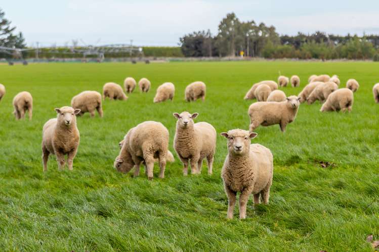 684 Telegraph Road Selwyn_13