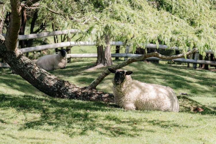 39 Ohiwa Road Papakura_29