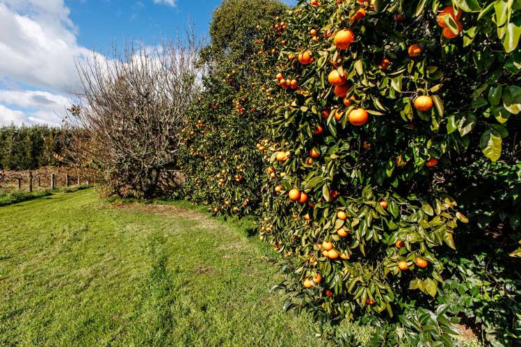 343 Western Drain Road Edgecumbe_9