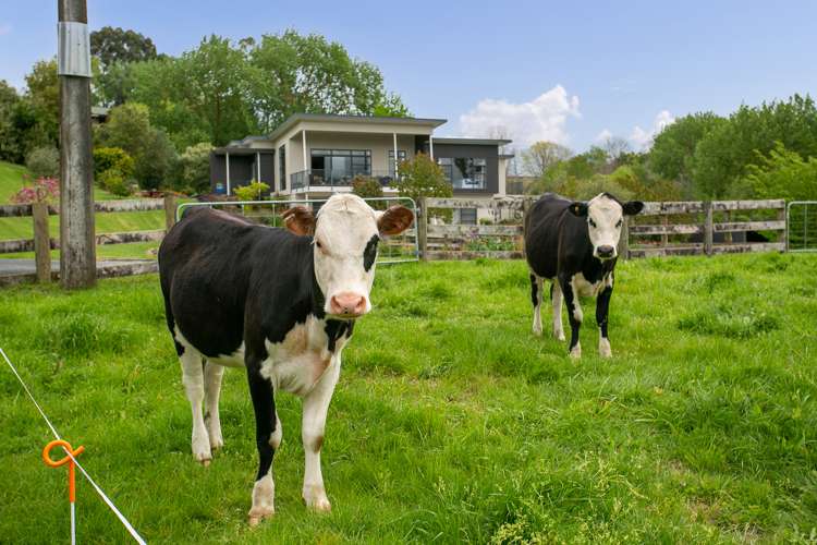 43 Pukerimu Lane Cambridge_18