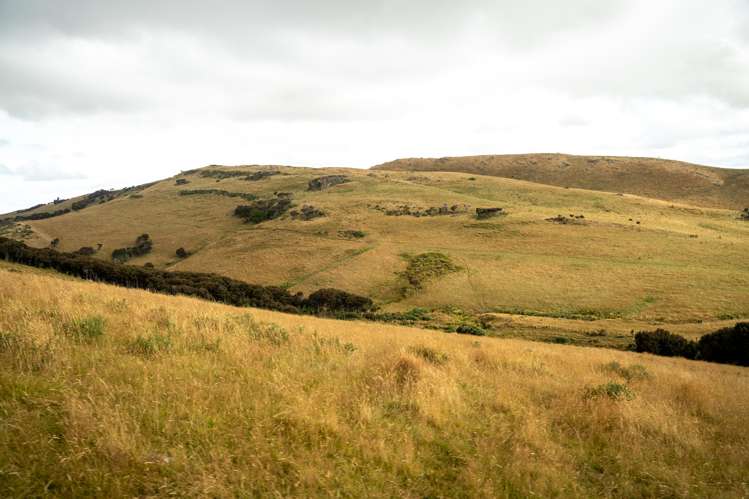 1320 Hunt Road Catlins Surrounds_19