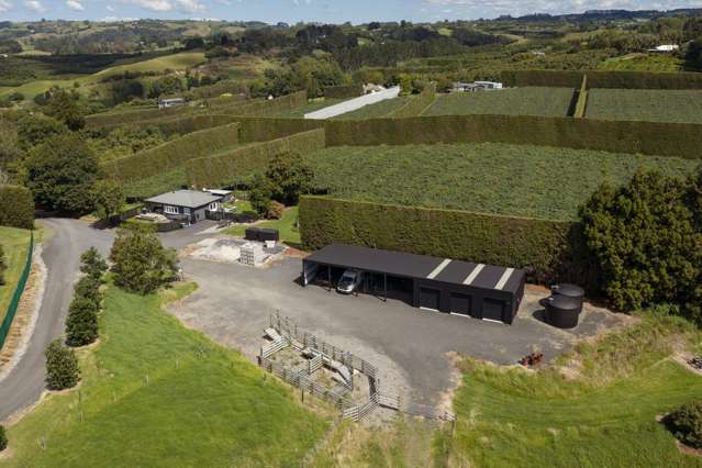 High performing kiwifruit production block