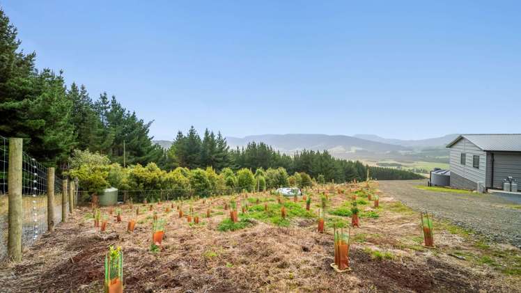 Tahakopa Valley Road Catlins Surrounds_31