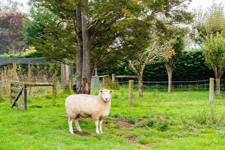 281 Bush Road Mosgiel_20