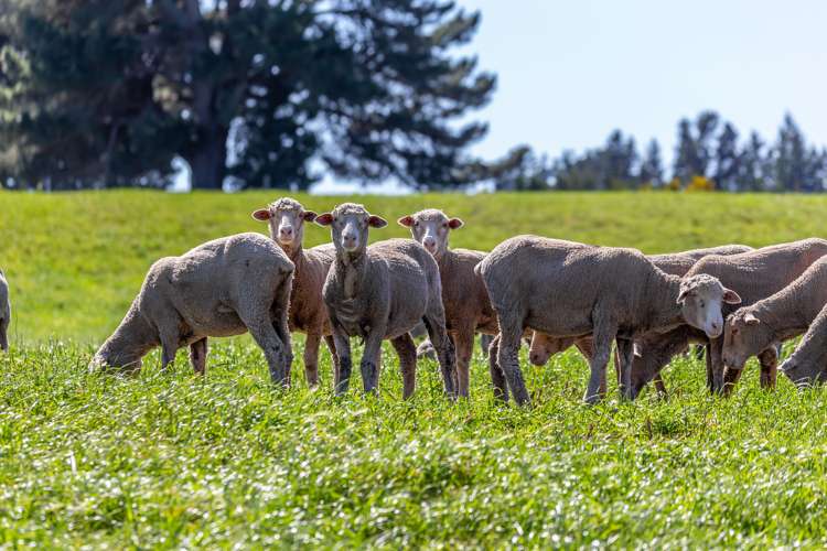 1 Waimakariri Gorge Road Oxford_31