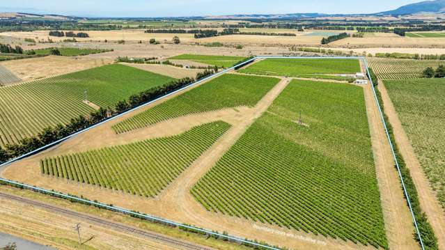 Quality Productive Vineyard