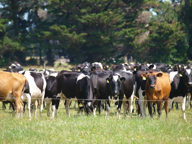 238 Kumenga Road Featherston_18