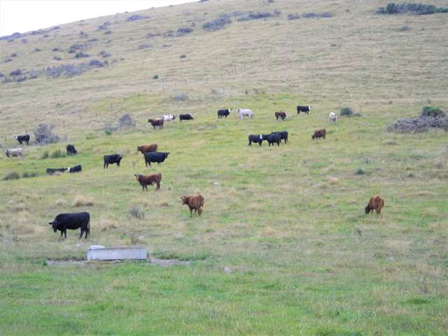 265 Glenfalloch Road Catlins Surrounds_3