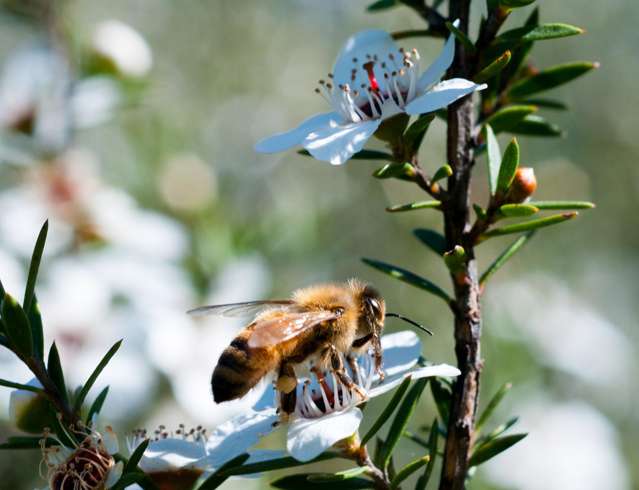 29 North Cove Lane Waipu Cove_3
