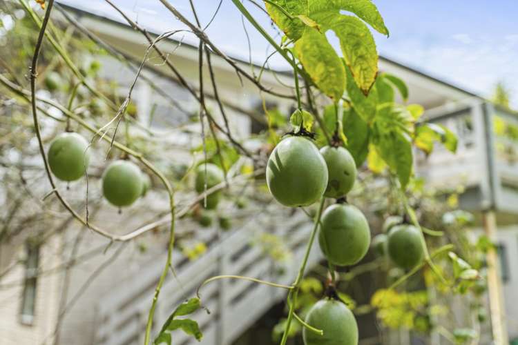 52 Pitcairn Street Oakura_29