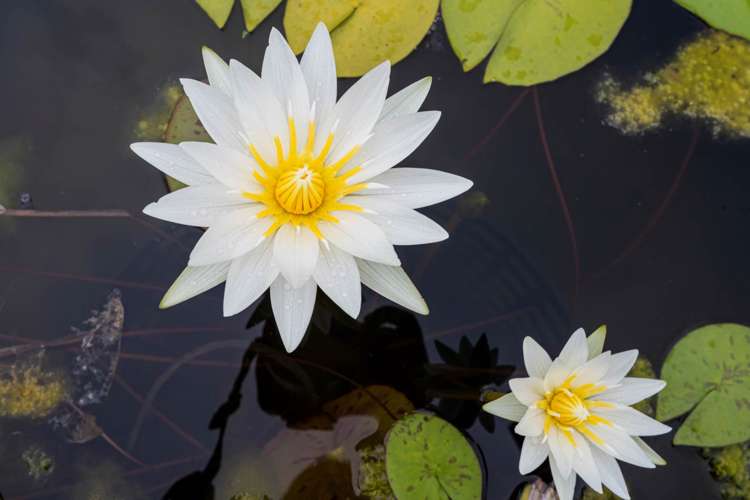 494 Mangakahia Road Maungatapere_34